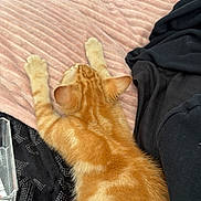 Leo is registered to the contest to win money with this photo: cat, kitten, orange_tabby, ginger, furry, pet, animal, sleeping, lying_down, stretching, paws, bed, blanket, bedroom, black_clothing, cozy, indoors, relaxed, top_view, cute