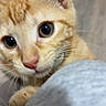 Leo is registered to the contest to win money with this photo: cat, kitten, orange_tabby, pet, animal, feline, close_up, portrait, face, eyes, whiskers, ears, nose, paw, fur, indoors, blanket, cozy, curious, cute