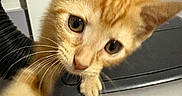 Leo is registered to the contest to win money with this photo: cat, kitten, orange_tabby, pet, animal, feline, close_up, portrait, whiskers, eyes, ears, paw, fur, striped_fur, curious, cute, indoor, appliance, home, playful