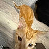Leo is registered to the contest to win money with this photo: cat, kitten, orange_tabby, ginger_cat, pet, animal, feline, indoors, wood_floor, floor, close_up, upside_down, looking_at_camera, tail, ears, whiskers, eyes, nose, dark_furniture, playful