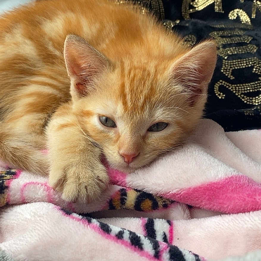 Leo