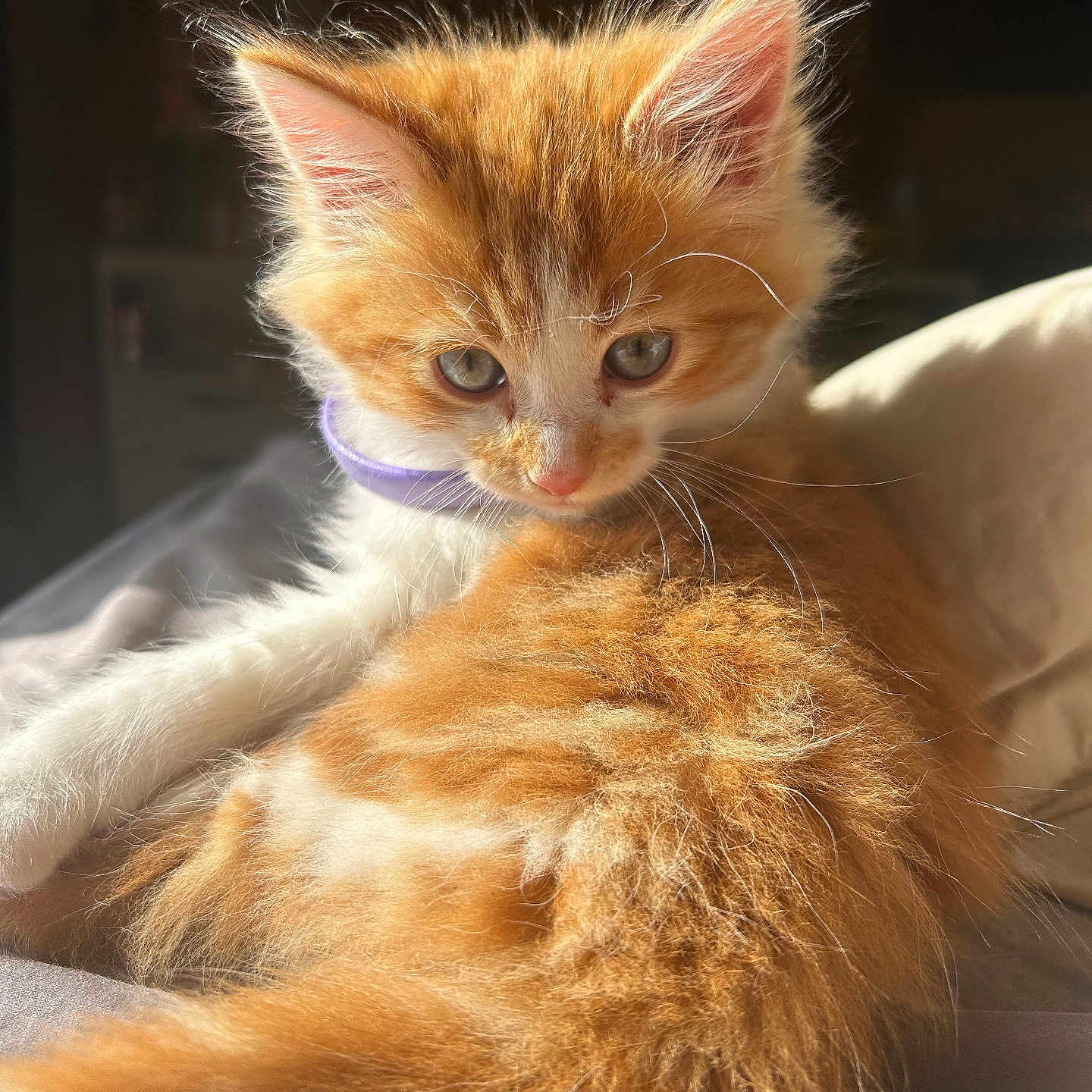 Buddy is registered to the contest to win money with this photo: animal, cat, collar, cute, domestic, feline, fluffy, fur, indoor, kitten, mammal, orange, pet, portrait, relaxed, soft, sunlight, whiskers, white, young
