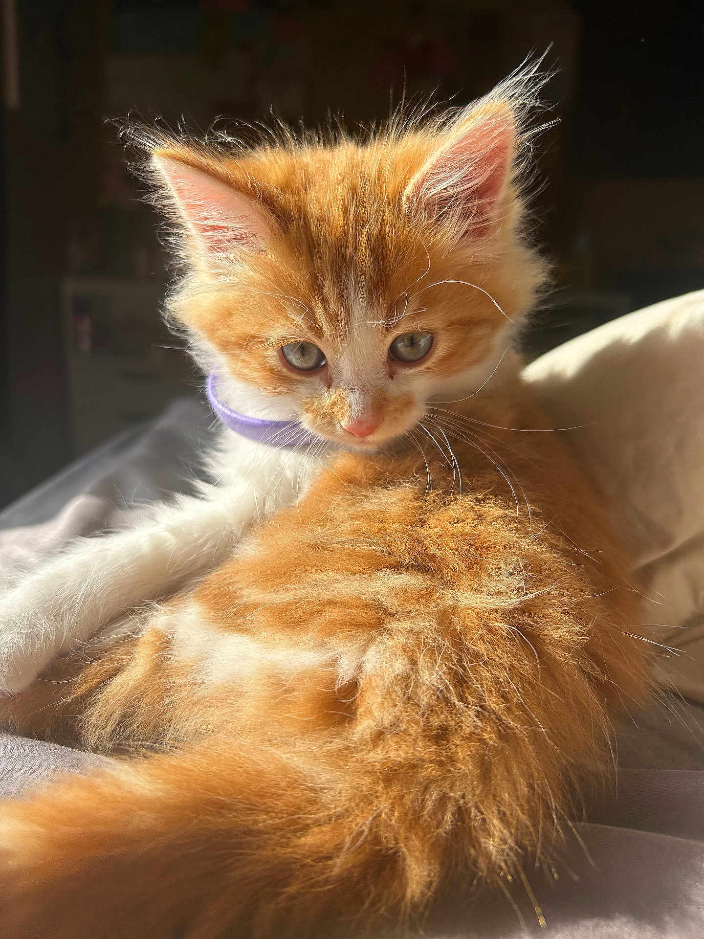 Buddy is registered to the contest to win money with this photo: kitten, cat, orange, white, fluffy, fur, whiskers, collar, pet, animal, cute, indoor, sunlight, soft, relaxed, young, portrait, mammal, domestic, feline
