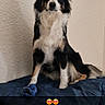 dog, border_collie, pet, animal, sitting, portrait, black_and_white, fluffy, long_hair, blue_blanket, indoor, wall, bed, home, face, ears, eyes, paws, cute, heart_eyes_emoji