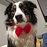 dog, border_collie, pet, bow_tie, red_bow, black_and_white, long_hair, animal_portrait, sitting, indoors, bedroom, bed, window, air_conditioner, furniture, festive, holiday, french_text, emoji, close_up
