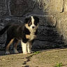 puppy, dog, canine, black_and_white, brown markings, standing, outdoor, stone_wall, sunlight, shadows, ground, paws, tail, fluffy_fur, portrait, animal, cute, companion_animal, rustic, full_body