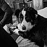 dog, border_collie, pet, black_and_white, portrait, face, eyes, floppy_ears, long_fur, lying_down, bed, blanket, toy, indoors, bedroom, kitchen, home, human, candid, monochrome