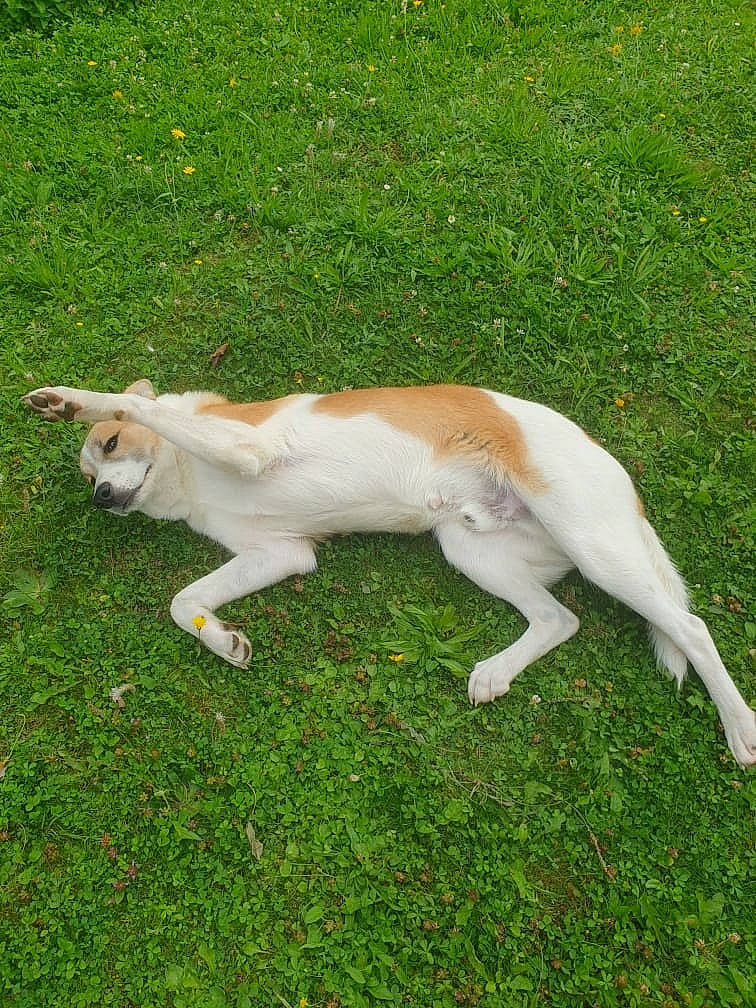 Shalom participe au concours pour gagner de l'argent avec cette photo : canidae, carnivore, companion_dog, dog_breed, fawn, felidae, fur, grass, grassland, groundcover, herb, pasture, plant, small_to_medium_sized_cats, sporting_group, tail, terrestrial_animal, whiskers, wildlife, working_animal