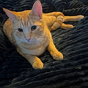 Fizzi joined the competition — help win amazing prizes! cat, orange_tabby, pet, animal, indoor, blanket, furniture, cozy, relaxed, resting, whiskers, ears, paws, cute, fur, domestic_cat, lying_down, bedroom, soft_texture, home