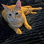 cat, orange_tabby, pet, animal, indoor, blanket, furniture, cozy, relaxed, resting, whiskers, ears, paws, cute, fur, domestic_cat, lying_down, bedroom, soft_texture, home