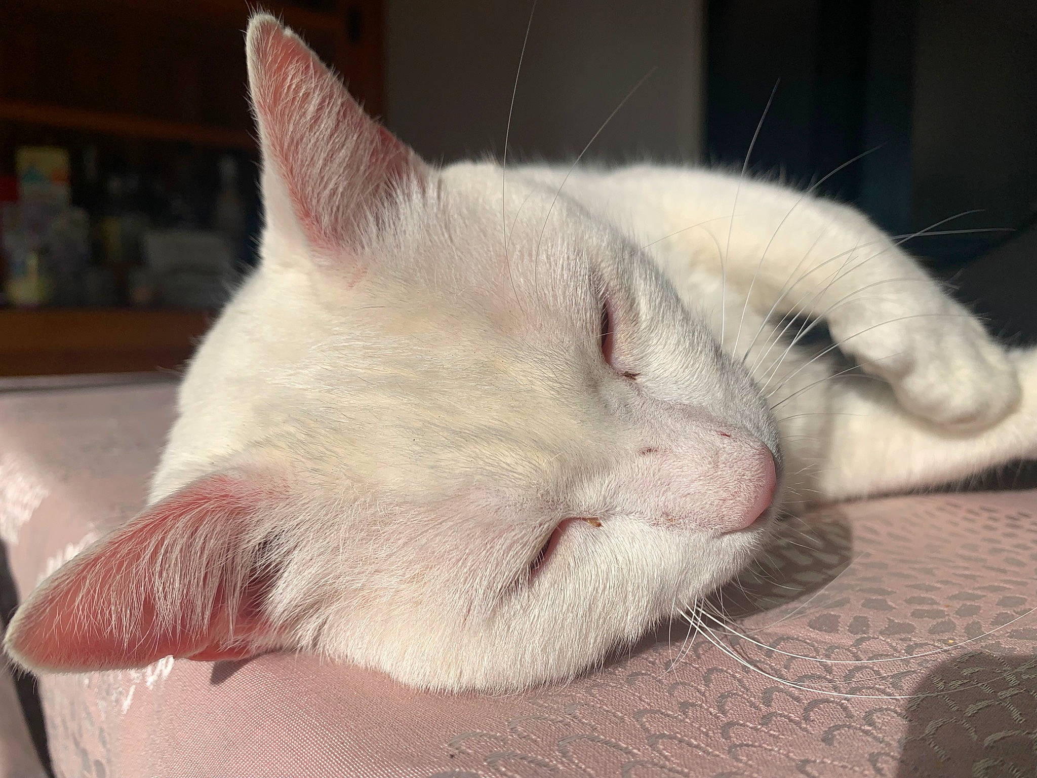 Spirit participe au concours pour gagner de l'argent avec cette photo : carnivore, cat, claw, comfort, domestic_short_haired_cat, felidae, flooring, fur, nap, paw, sleep, small_to_medium_sized_cats, snout, tail, whiskers