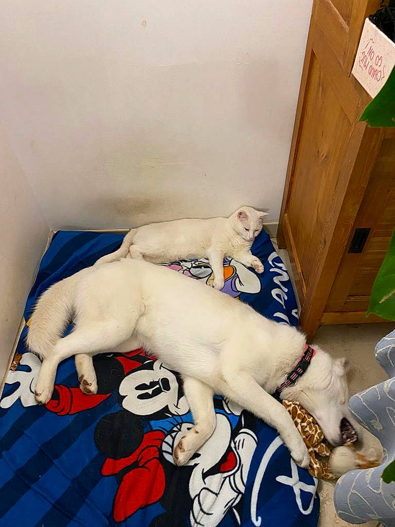 Spirit a rejoint le concours — aidez-le/la à gagner de superbes lots ! carmine, child, comfort, companion_dog, felidae, fiction, fictional_character, flooring, fur, human_leg, linens, pattern, plush, room, small_to_medium_sized_cats, stuffed_toy, t_shirt, tail, toy, visual_arts