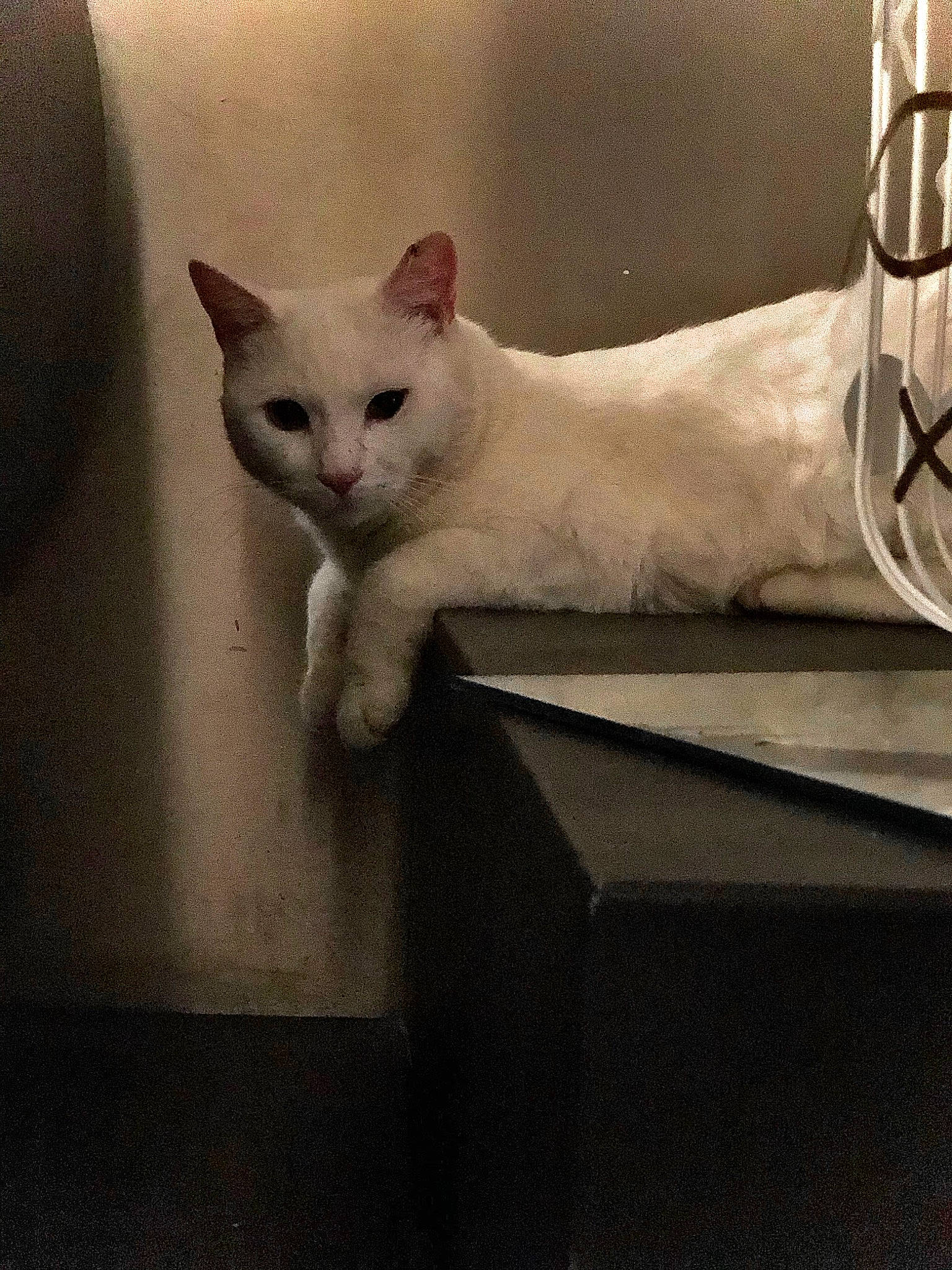 Spirit a rejoint le concours — aidez-le/la à gagner de superbes lots ! carnivore, cat, comfort, domestic_short_haired_cat, fawn, felidae, fur, metal, paw, small_to_medium_sized_cats, snout, square, tail, whiskers