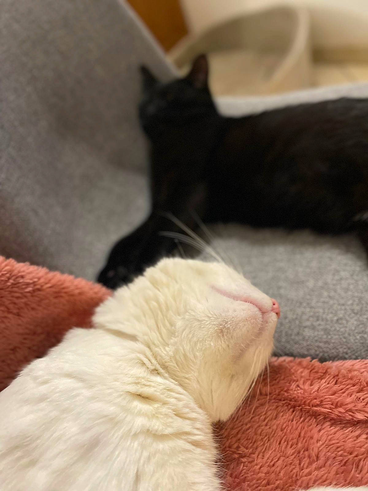 Spirit participe au concours pour gagner de l'argent avec cette photo : carnivore, cat, claw, comfort, companion_dog, domestic_short_haired_cat, felidae, fur, grey, human_leg, linens, mammal, nap, paw, room, small_to_medium_sized_cats, tail, vertebrate, whiskers, wood