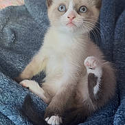 Ollie joined the competition — help win amazing prizes! kitten, cat, blue_eyes, fluffy, paw, blanket, indoors, cute, pet, sitting, fur, whiskers, curious, young, animal, domestic, soft, cozy, raised_paw, closeup