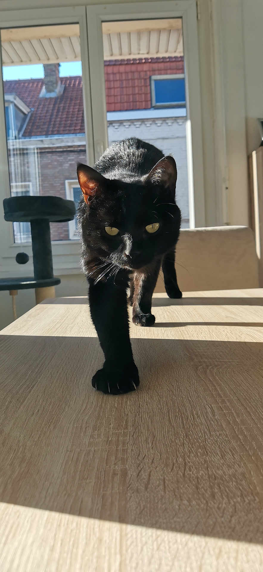 Salem a rejoint le concours — aidez-le/la à gagner de superbes lots ! abyssinian, animal, architecture, blackcat, building, cat, curtain, furniture, hardwood, homedecor, house, housing, indoors, interiordesign, kitten, manx, pet, plywood, windowshade, wood