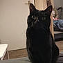 Salem a rejoint le concours — aidez-le/la à gagner de superbes lots ! animal, bed, bedroom, blackcat, boy, cat, chair, child, couch, furniture, homedecor, indoors, kitten, male, manx, person, pet, plywood, room, wood
