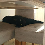 Salem a rejoint le concours — aidez-le/la à gagner de superbes lots ! animal, bed, bedroom, blackcat, bunkbed, canine, cat, couch, diningtable, dog, drawer, furniture, hardwood, indoors, interiordesign, pet, plywood, room, table, wood