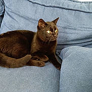 Togo participe au concours pour gagner de l'argent avec cette photo : black_cat, cat, pet, animal, feline, indoor, couch, furniture, blue_couch, relaxed, alert, whiskers, tail, ears, yellow_eyes, domestic_cat, resting, cozy, soft_texture, household