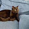 black_cat, cat, pet, animal, feline, indoor, couch, furniture, blue_couch, relaxed, alert, whiskers, tail, ears, yellow_eyes, domestic_cat, resting, cozy, soft_texture, household