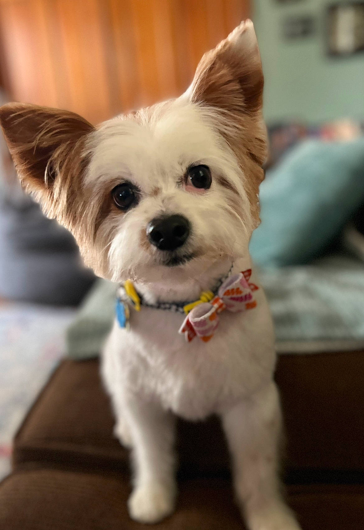 Daisy Mae joined the competition — help win amazing prizes! canidae, carnivore, collar, companion_dog, dog, dog_breed, dog_clothes, dog_collar, dog_supply, fashion_accessory, fawn, fur, leash, non_sporting_group, small_terrier, snout, sporting_group, terrier, toy_dog, working_animal