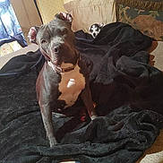 Lilmama joined the competition — help win amazing prizes! dog, bed, blanket, pillow, indoor, curtain, window, furniture, pet, animal, resting, cozy, brown_headboard, patterned_pillow, small_dog, large_dog, light, shadow, room, domestic