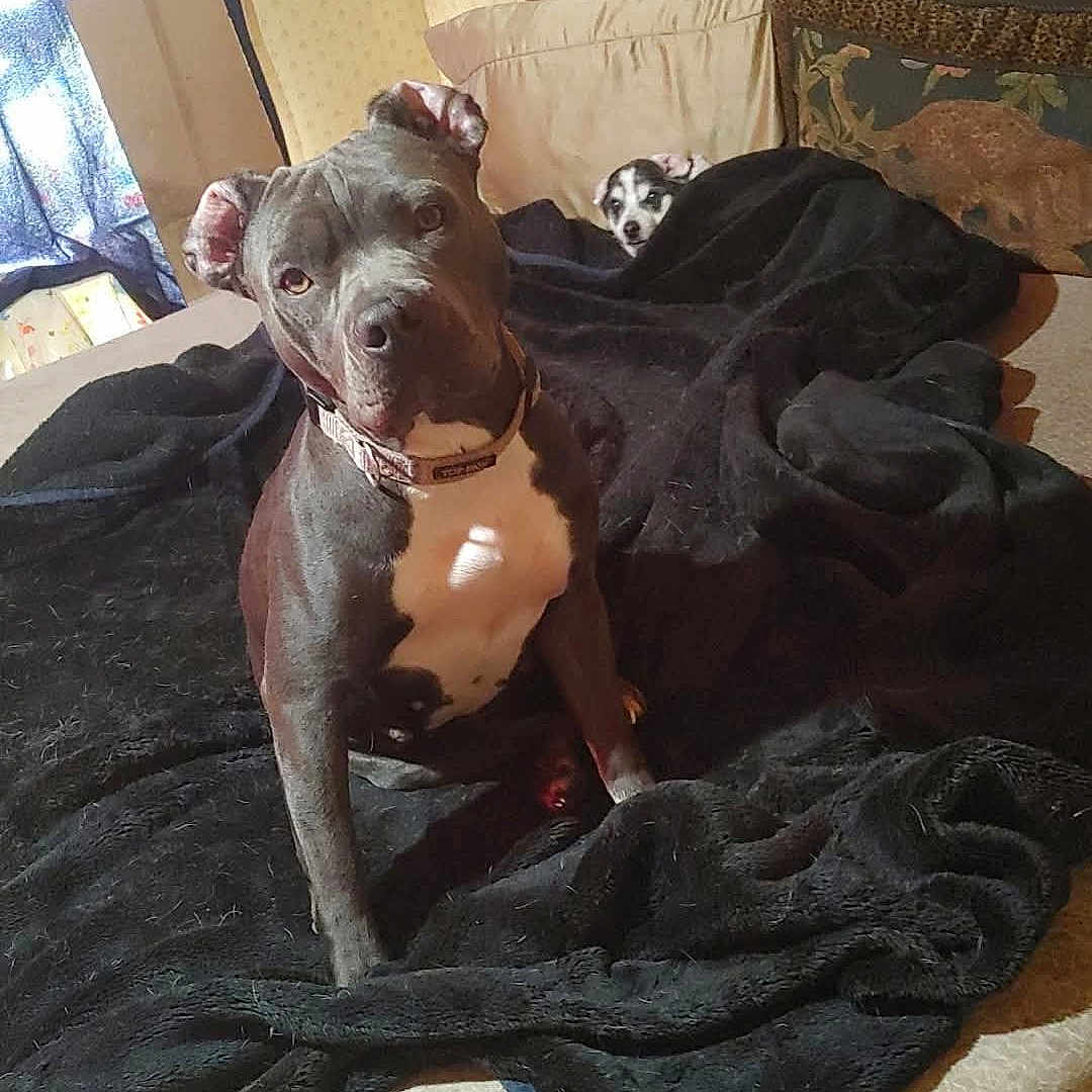 Lilmama joined the competition — help win amazing prizes! animal, bed, blanket, brown_headboard, cozy, curtain, dog, domestic, furniture, indoor, large_dog, light, patterned_pillow, pet, pillow, resting, room, shadow, small_dog, window