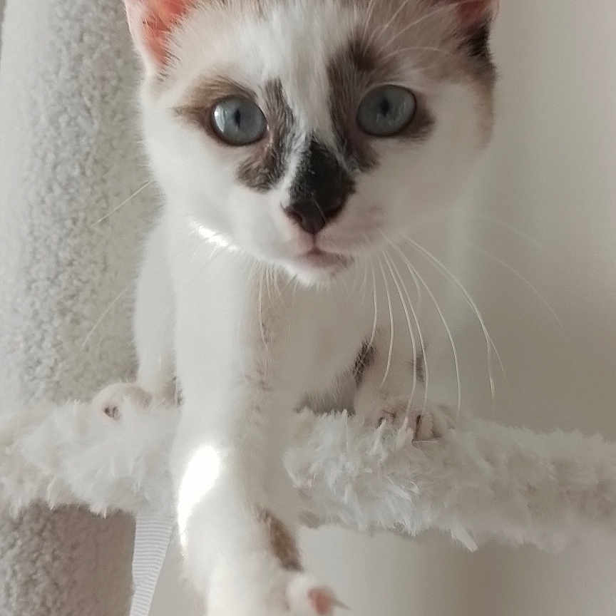 Suki participe au concours pour gagner de l'argent avec cette photo : animal, blue_eyes, brown_markings, cat, cat_tree, claws, closeup, curious, cute, feline, indoor, kitten, paw, pet, playful, portrait, soft_lighting, whiskers, white_fur, young