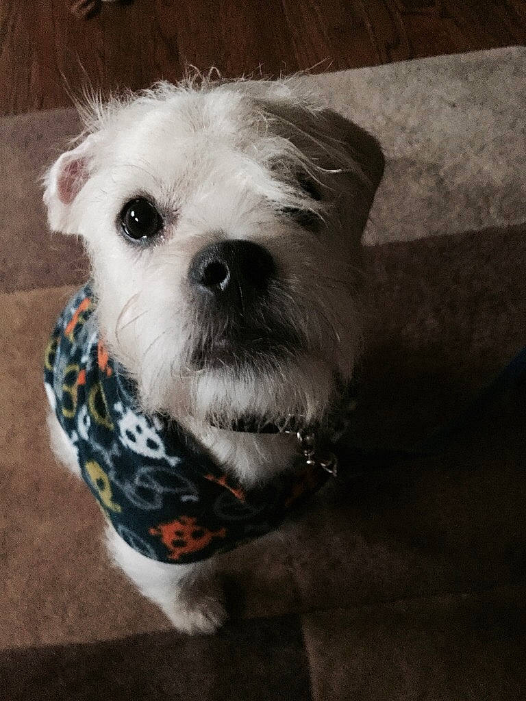 Rigby is registered to the contest to win money with this photo: canidae, carnivore, companion_dog, dog, dog_breed, dog_clothes, eye, maltepoo, maltese, mammal, morkie, puppy, rare_breed_dog, schnoodle, shih_tzu, snout, sporting_lucas_terrier, toy_dog, vertebrate, west_highland_white_terrier