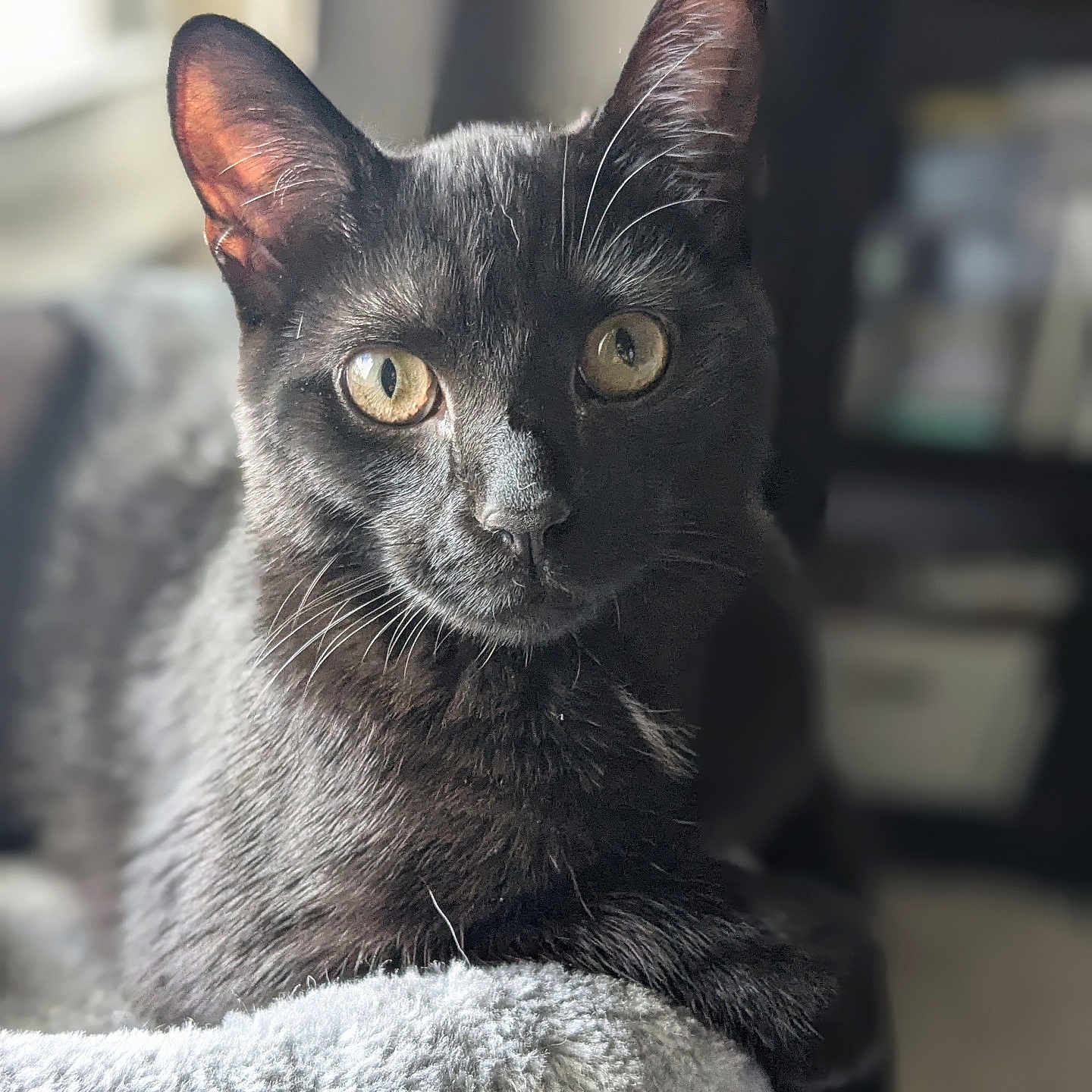 Shadow joined the competition — help win amazing prizes! animal, black_cat, blurred_background, cat, closeup, comfortable, cozy, curious, feline, fluffy, fur, golden_eyes, indoor, paws, pet, portrait, resting, soft, whiskers, window_light