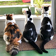 Junior joined the competition — help win amazing prizes! animal, back_view, cat, curious, domestic_animal, door, ears, feline, fur, green_floor, house, indoor, mat, pets, screen_door, sitting, sunlight, tail, trio, whiskers