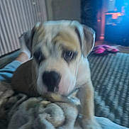 Bambi joined the competition — help win amazing prizes! puppy, dog, indoor, blanket, carpet, slippers, floor, cozy, animal, pet, fur, cute, young, resting, home, blurred, legs, paw, relaxed, casual