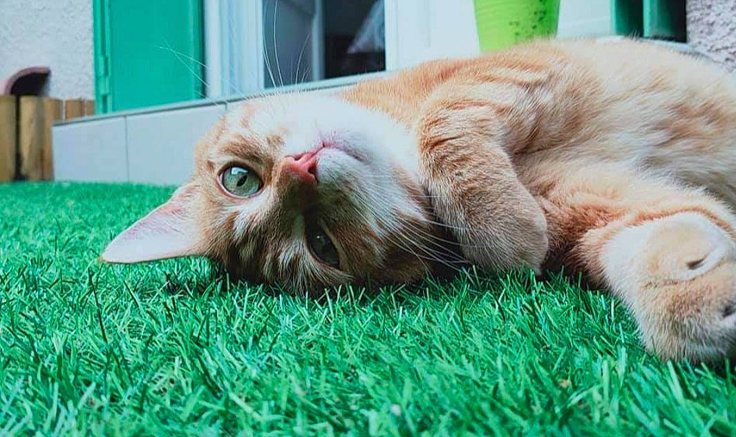 Maïky participe au concours pour gagner de l'argent avec cette photo : carnivore, cat, claw, comfort, domestic_short_haired_cat, eye, fawn, felidae, fur, grass, green, leg, nap, paw, sitting, small_to_medium_sized_cats, snout, tail, terrestrial_animal, whiskers