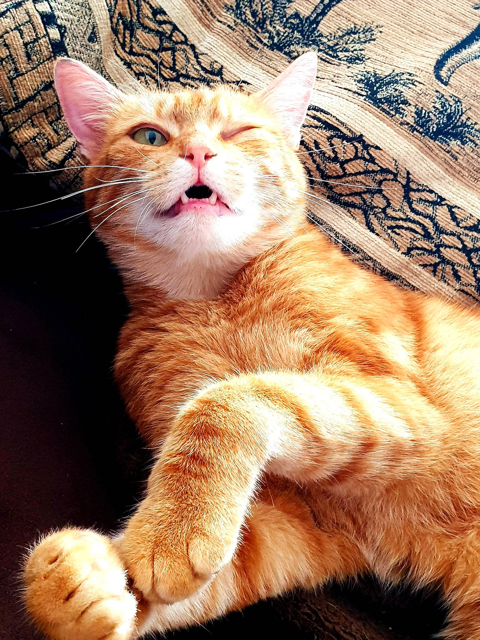 Maïky participe au concours pour gagner de l'argent avec cette photo : american_wirehair, asian, carnivore, cat, claw, ear, european_shorthair, felidae, fur, kitten, mammal, ojos_azules, paw, polydactyl_cat, small_to_medium_sized_cats, snout, tabby_cat, tail, turkish_van, whiskers