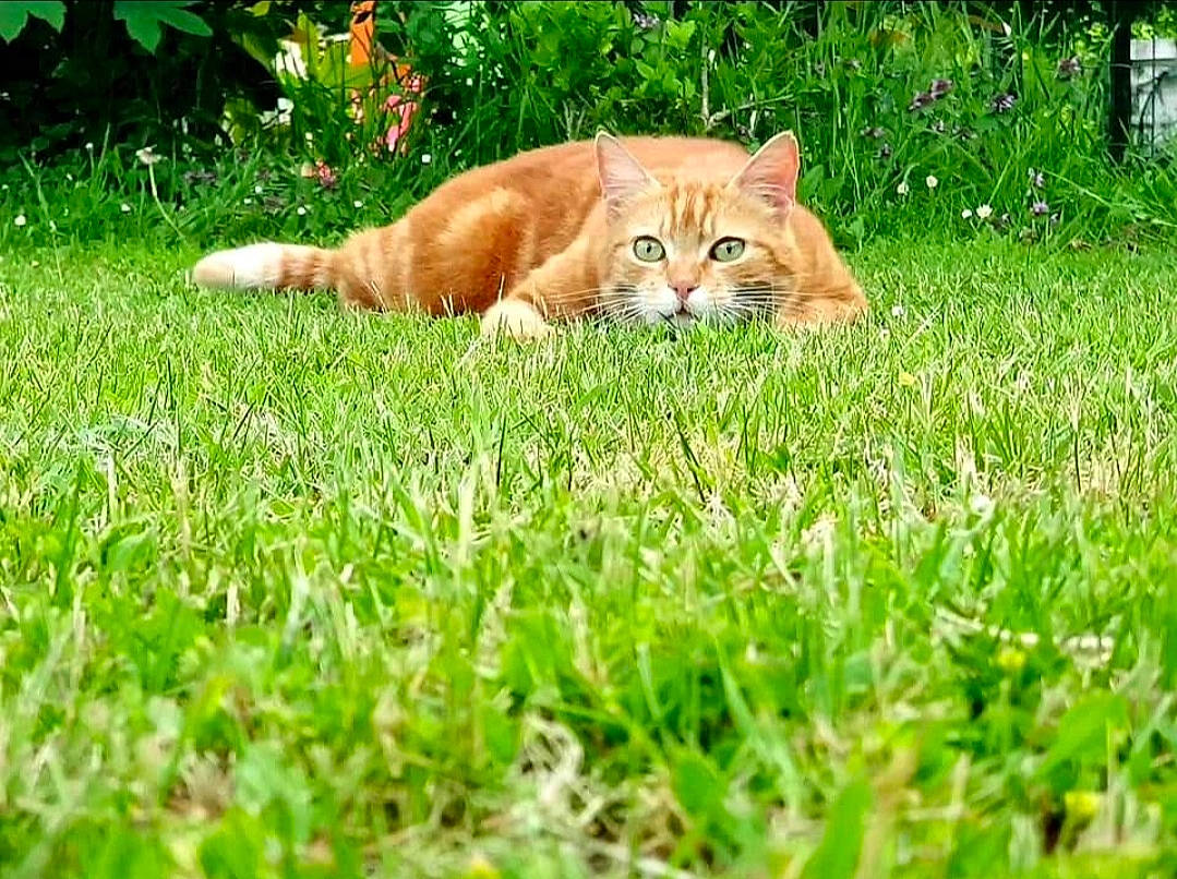 Maïky participe au concours pour gagner de l'argent avec cette photo : carnivore, cat, domestic_short_haired_cat, fawn, felidae, fur, grass, grassland, groundcover, lawn, pasture, plant, small_to_medium_sized_cats, snout, tail, terrestrial_animal, whiskers, wildlife, wood