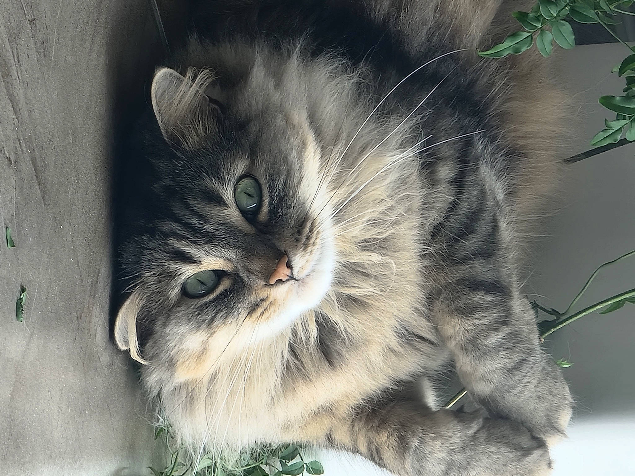 Lebron participe au concours pour gagner de l'argent avec cette photo : carnivore, cat, claw, domestic_short_haired_cat, felidae, fur, grass, iris, paw, photo_caption, plant, small_to_medium_sized_cats, snout, tail, terrestrial_animal, tree, twig, whiskers, wildlife, window