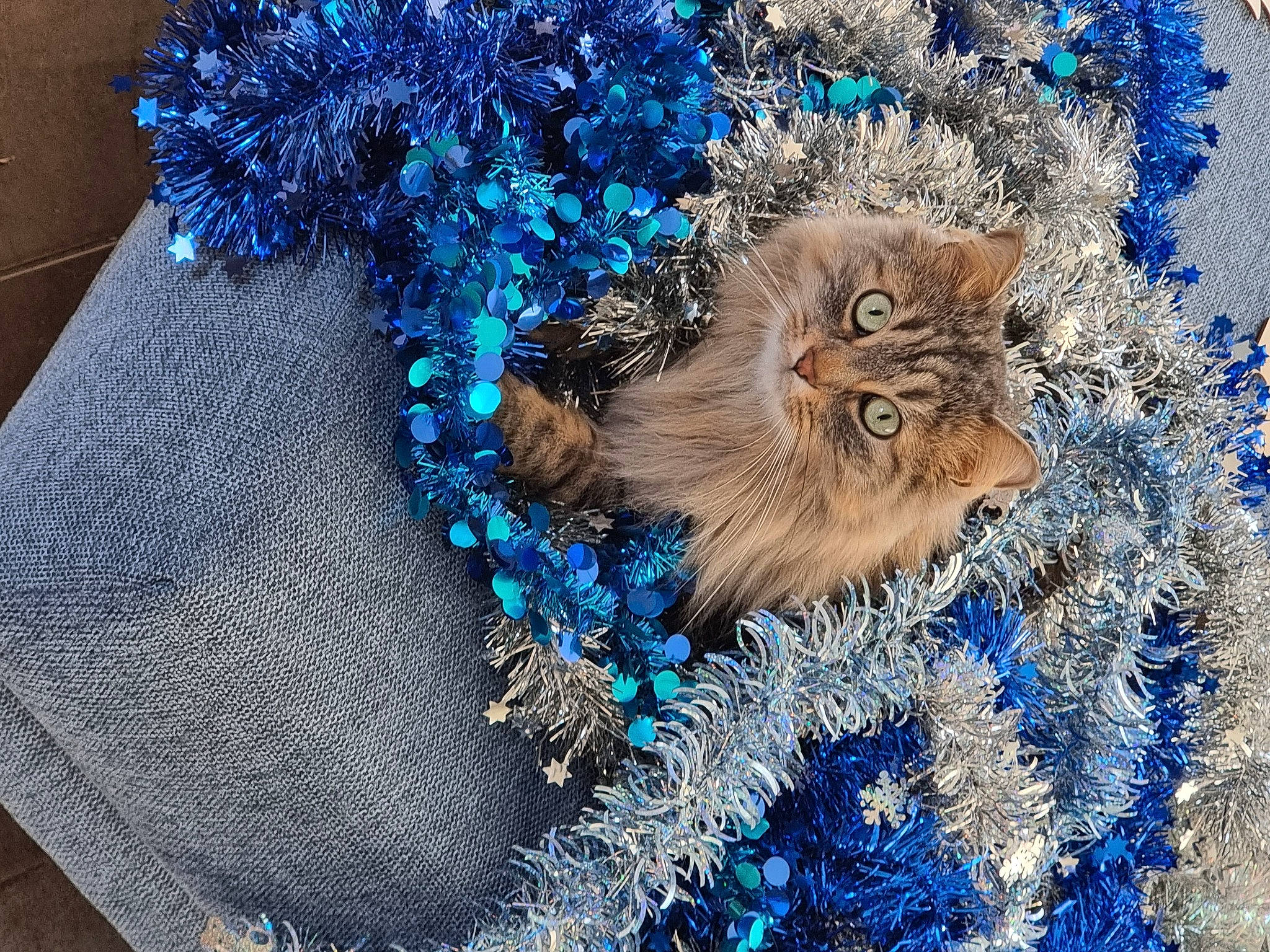 Lebron participe au concours pour gagner de l'argent avec cette photo : art, azure, blue, carnivore, cat, conifer, electric_blue, event, fashion_accessory, felidae, freezing, fur, hat, painting, pattern, plant, small_to_medium_sized_cats, terrestrial_animal, tree, whiskers