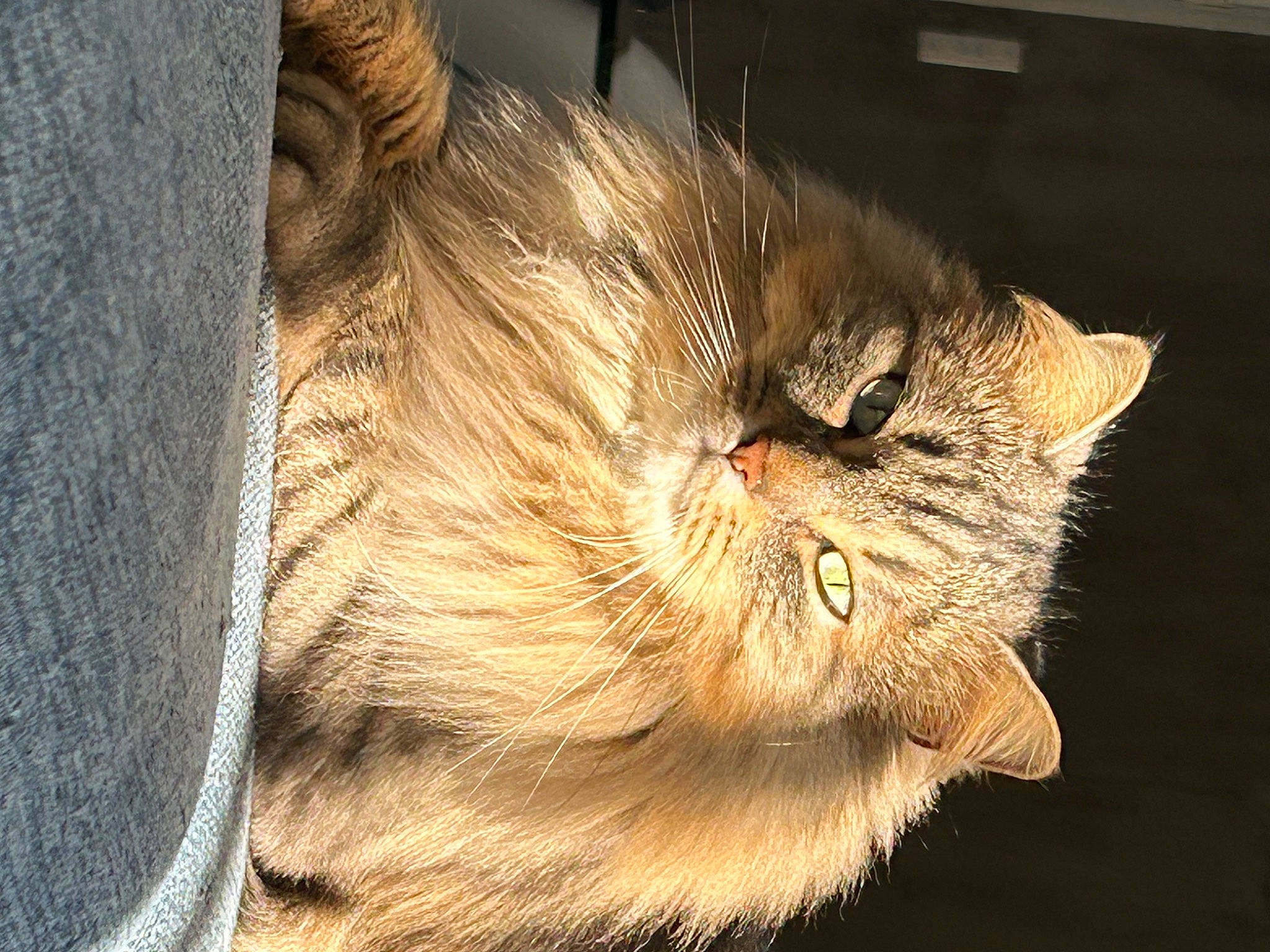 Lebron a rejoint le concours — aidez-le/la à gagner de superbes lots ! carnivore, cat, claw, domestic_short_haired_cat, ear, eye, fawn, felidae, fur, small_to_medium_sized_cats, snout, tail, terrestrial_animal, whiskers, wood