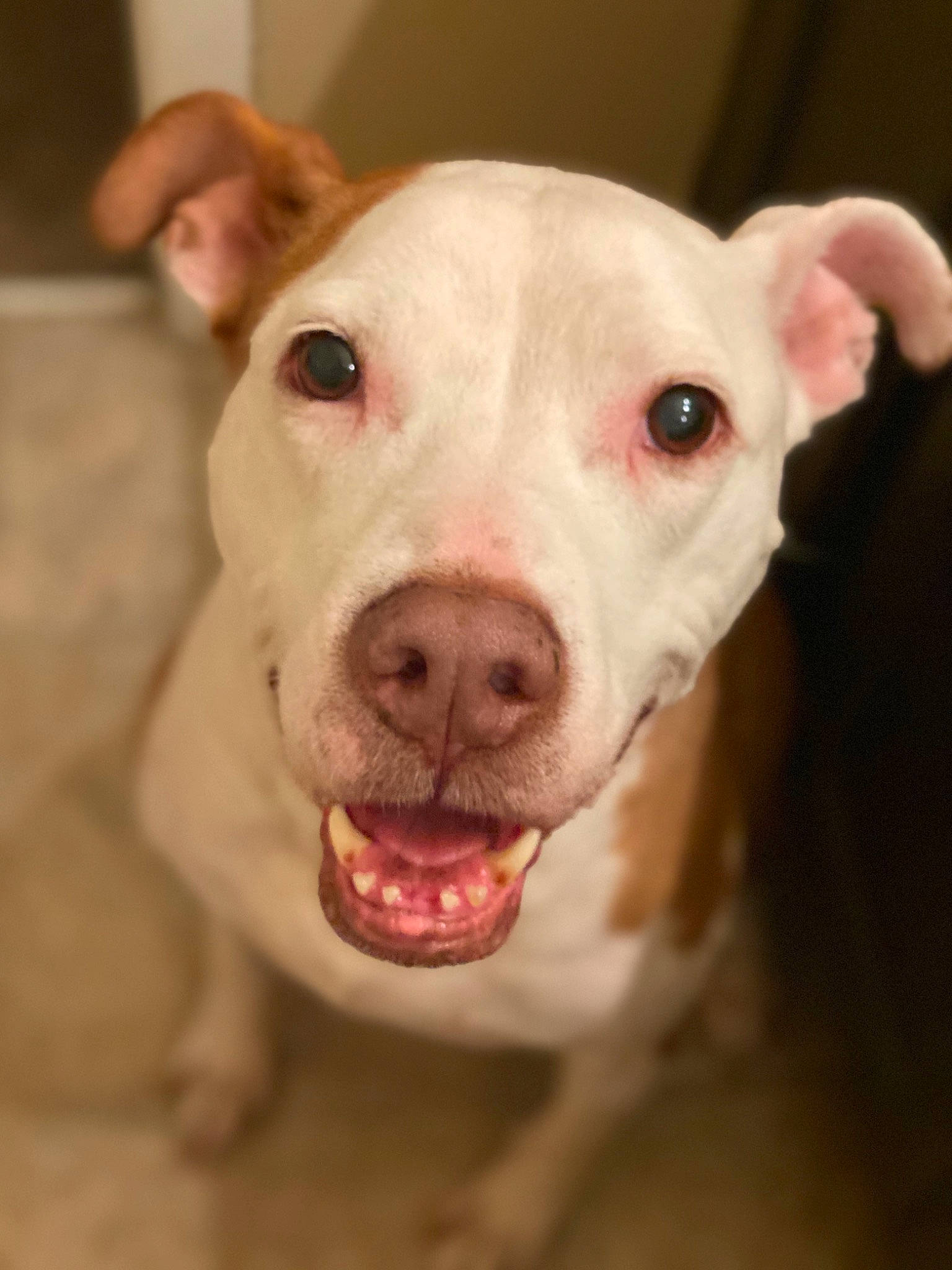 Diamond is registered to the contest to win money with this photo: american_pit_bull_terrier, american_staffordshire_terrier, bull_and_terrier, canidae, carnivore, cordoba_fighting_dog, dog, dog_breed, ear, fawn, head, mammal, mouth, non_sporting_group, nose, pit_bull, rare_breed_dog, skin, snout, vertebrate