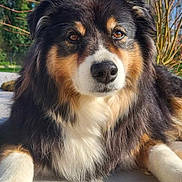 Joy participe au concours pour gagner de l'argent avec cette photo : dog, australian_shepherd, fluffy, tricolor, black_and_white, brown, pet, animal, portrait, close_up, lying_down, outdoor, sunlight, blue_sky, trees, winter, park, fur, snout, eyes