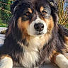 animal, australian_shepherd, black_and_white, blue_sky, brown, close_up, dog, eyes, fluffy, fur, lying_down, outdoor, park, pet, portrait, snout, sunlight, trees, tricolor, winter