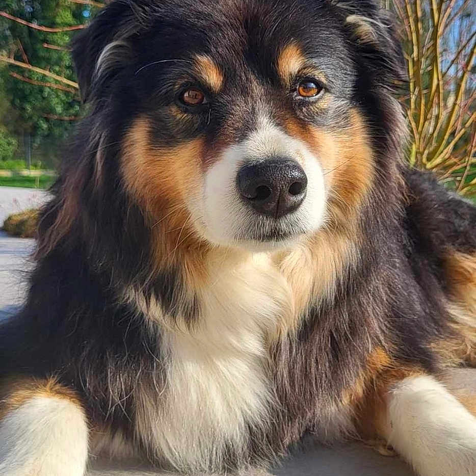 Joy participe au concours pour gagner de l'argent avec cette photo : dog, australian_shepherd, fluffy, tricolor, black_and_white, brown, pet, animal, portrait, close_up, lying_down, outdoor, sunlight, blue_sky, trees, winter, park, fur, snout, eyes