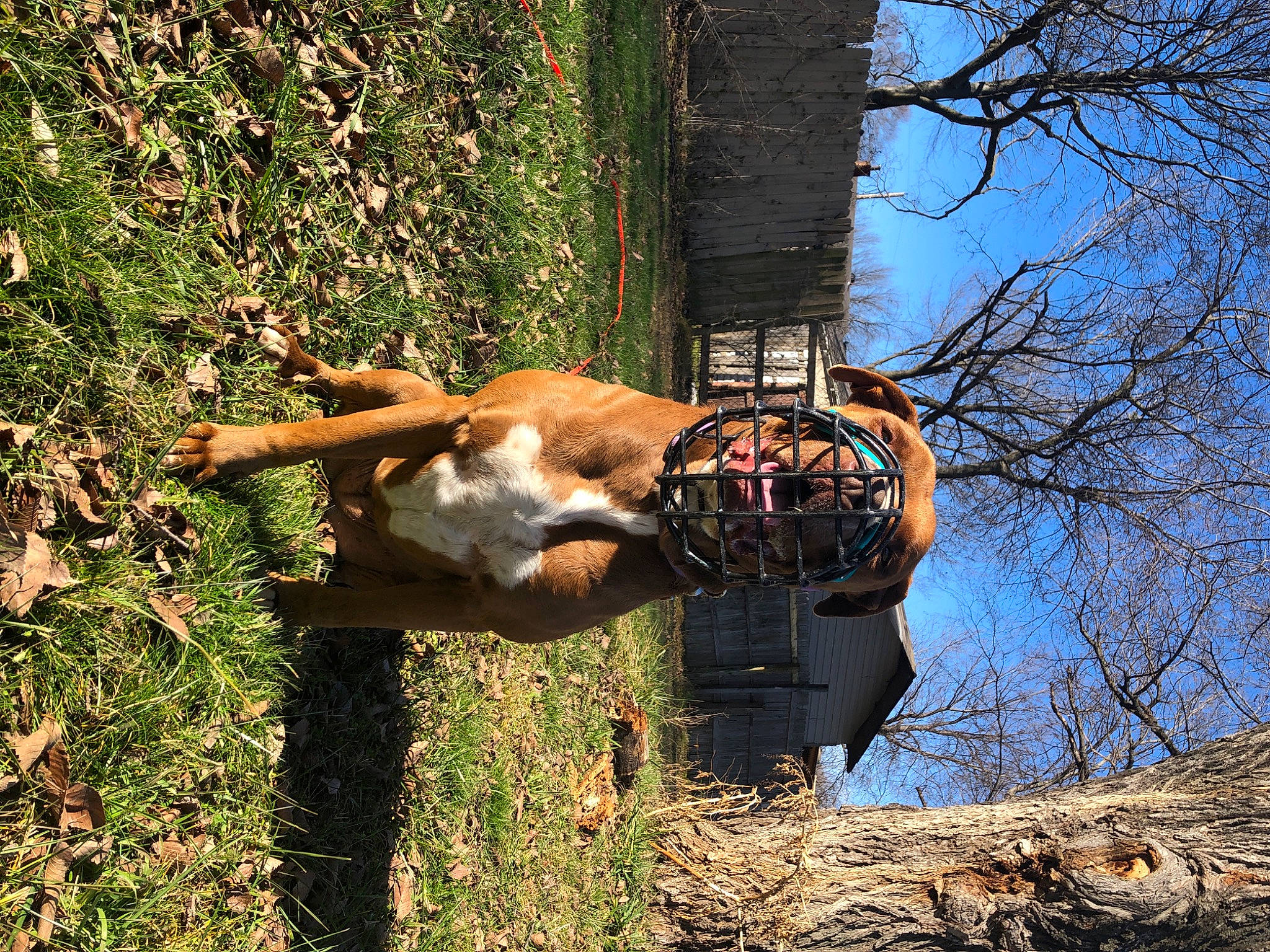 Hershey is registered to the contest to win money with this photo: carnivore, dog, grass, natural_material, plant, sky, sporting_group, tail, terrestrial_animal, tree, trunk, twig, wildlife, wood, working_animal