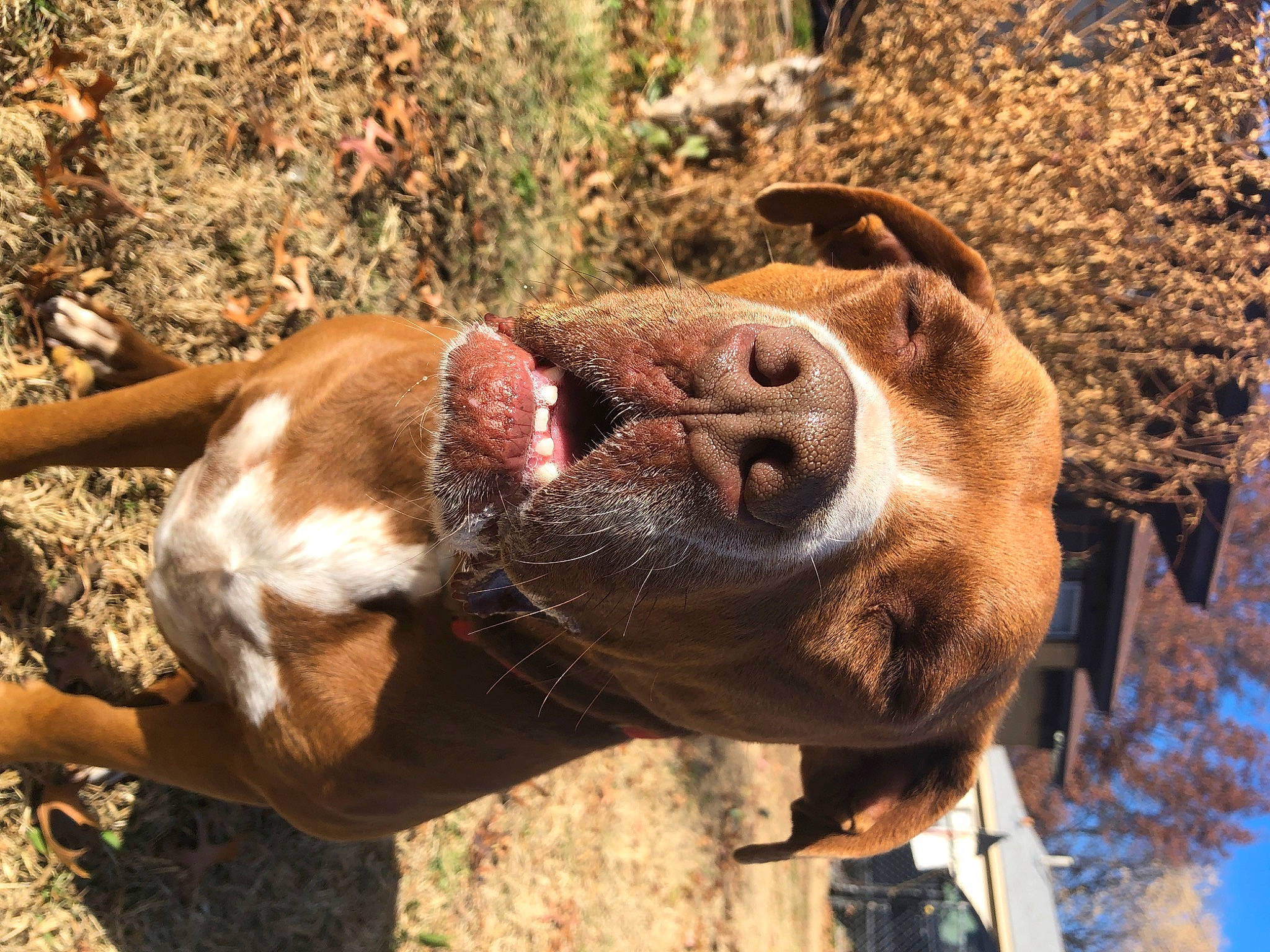 Hershey is registered to the contest to win money with this photo: bovine, canidae, carnivore, dairy_cow, dog_breed, fawn, fur, landscape, liver, livestock, mammal, organism, plant, snout, sporting_group, terrestrial_animal, tree, water, whiskers, working_animal