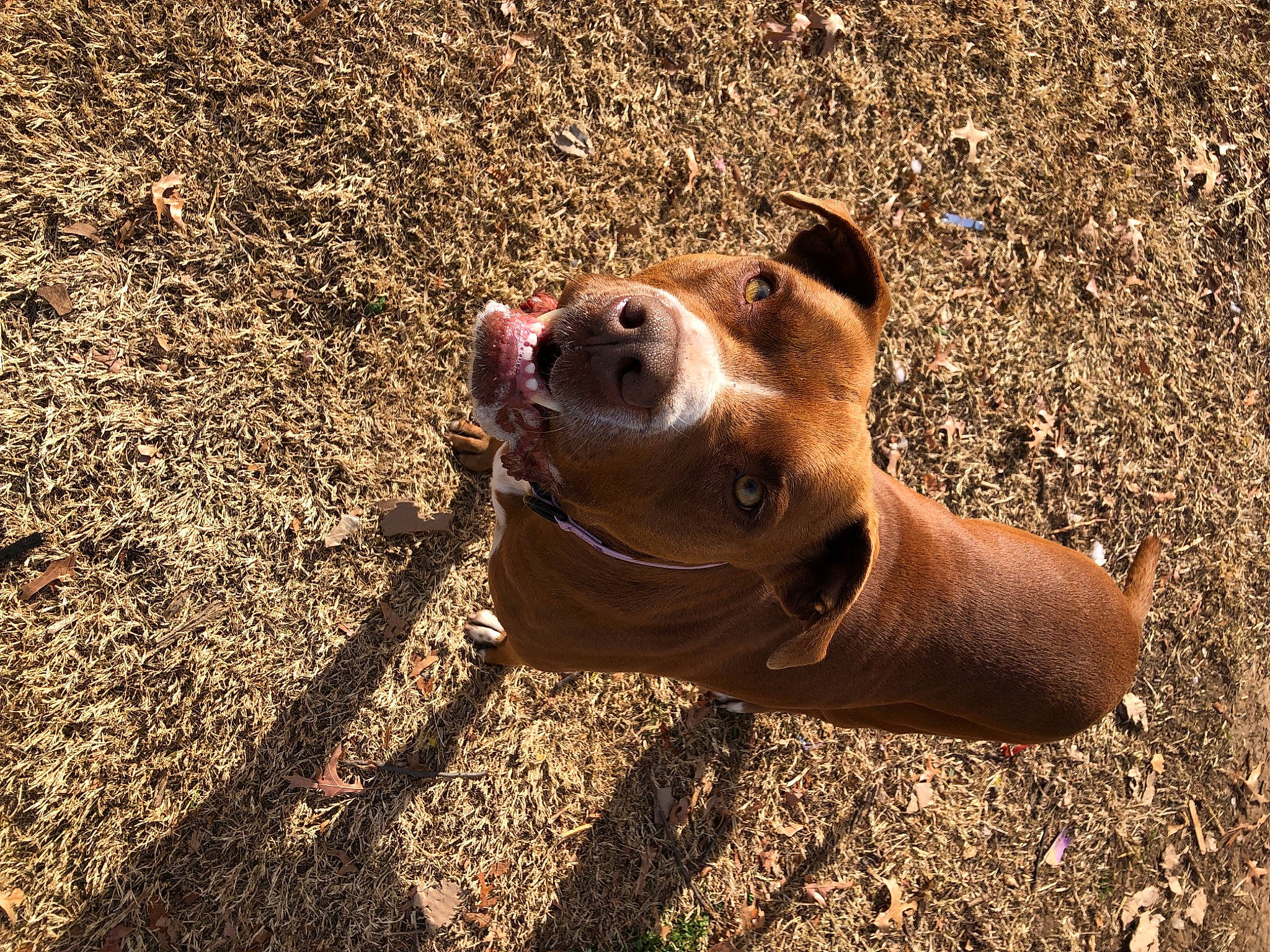 Hershey joined the competition — help win amazing prizes! asphalt, canidae, carnivore, companion_dog, dog_breed, fawn, grass, human_leg, landscape, road_surface, sand, shadow, snout, soil, sporting_group, terrestrial_animal, whiskers, wildlife, wood