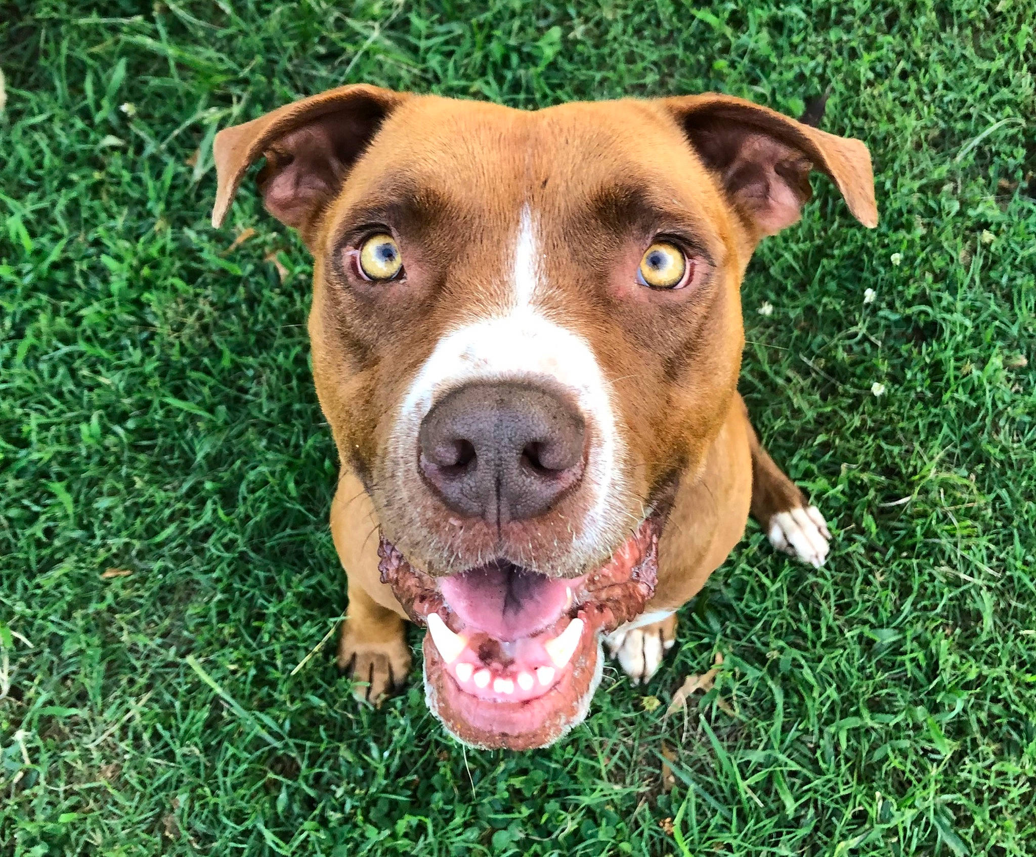 Hershey joined the competition — help win amazing prizes! art, canidae, carnivore, companion_dog, dog, dog_breed, eye, fawn, grass, groundcover, hunting_dog, liver, non_sporting_group, plant, snout, sporting_group, whiskers, working_animal, working_dog