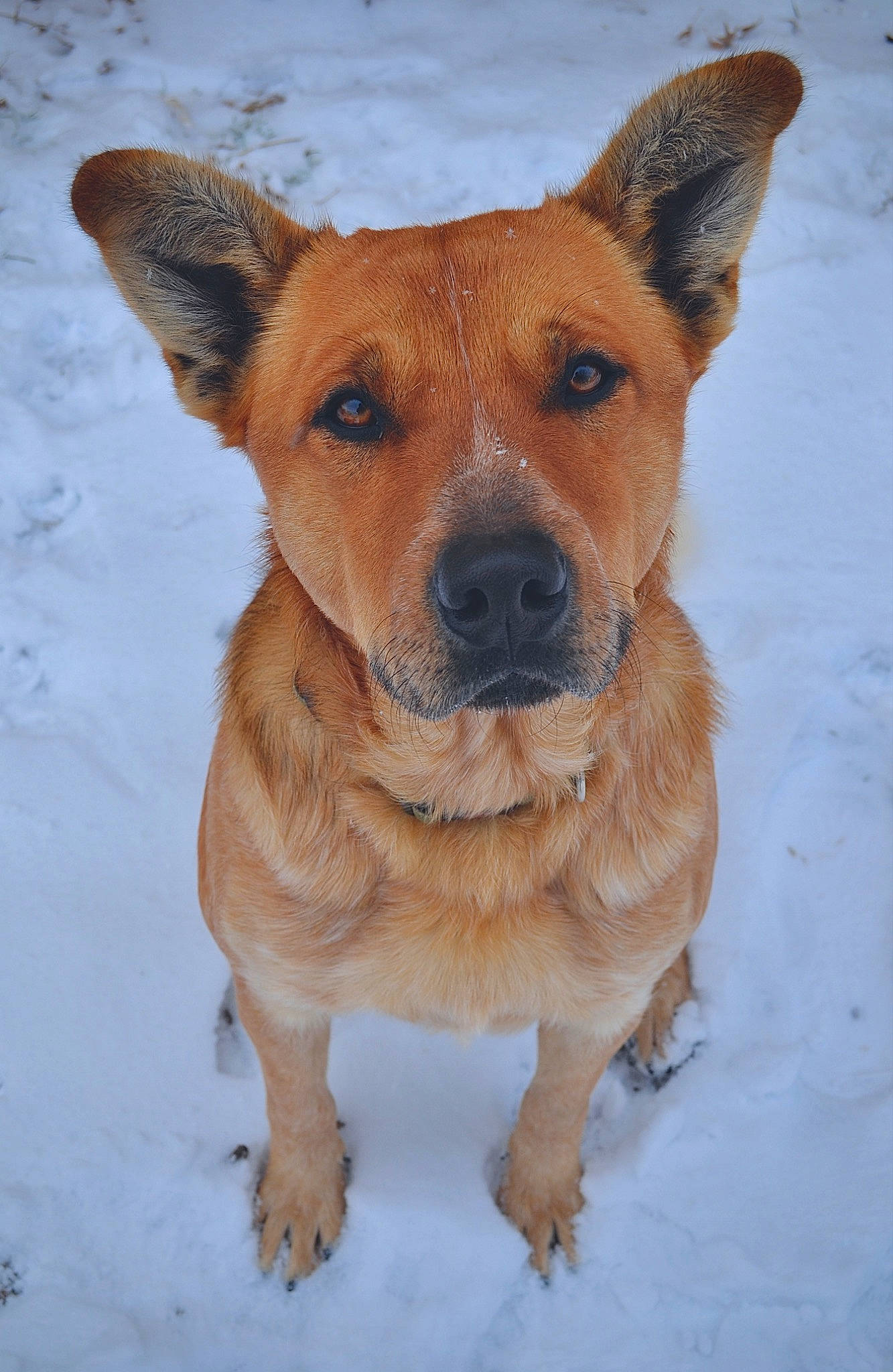 Max is registered to the contest to win money with this photo: canidae, carnivore, companion_dog, dog, dog_breed, fawn, head, snout, snow, sporting_group, whiskers, winter