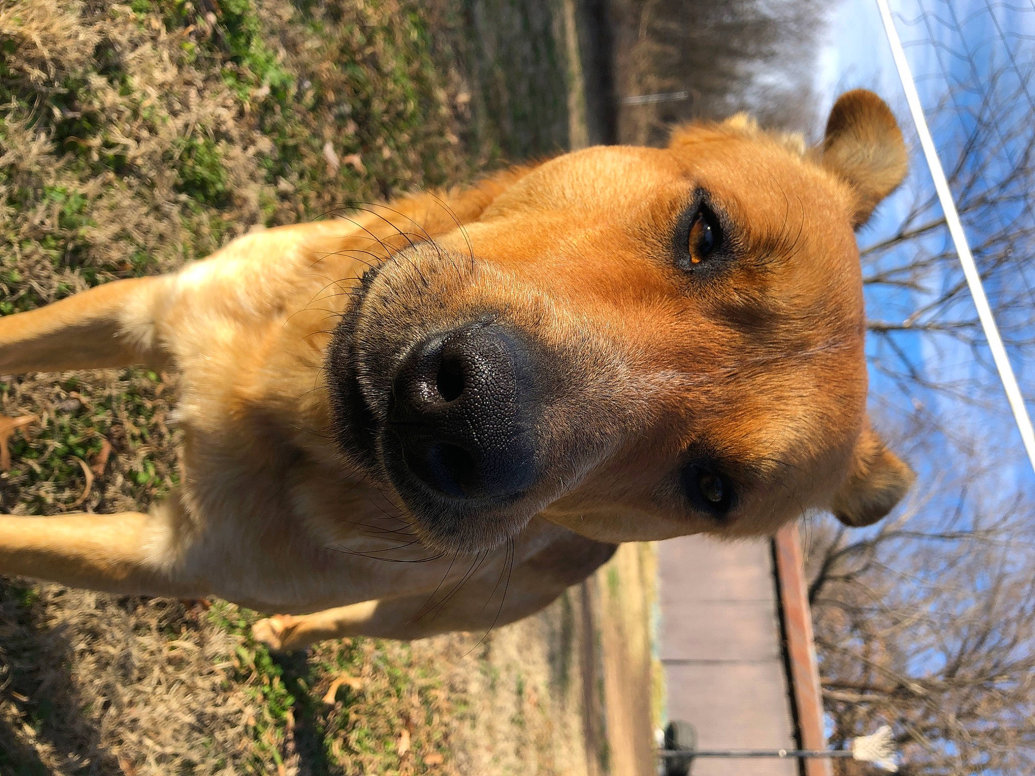 Max is registered to the contest to win money with this photo: canidae, carnivore, dog, dog_breed, fawn, fur, snout, sporting_group, terrestrial_animal, tree, trunk, whiskers, wildlife, wood, working_animal