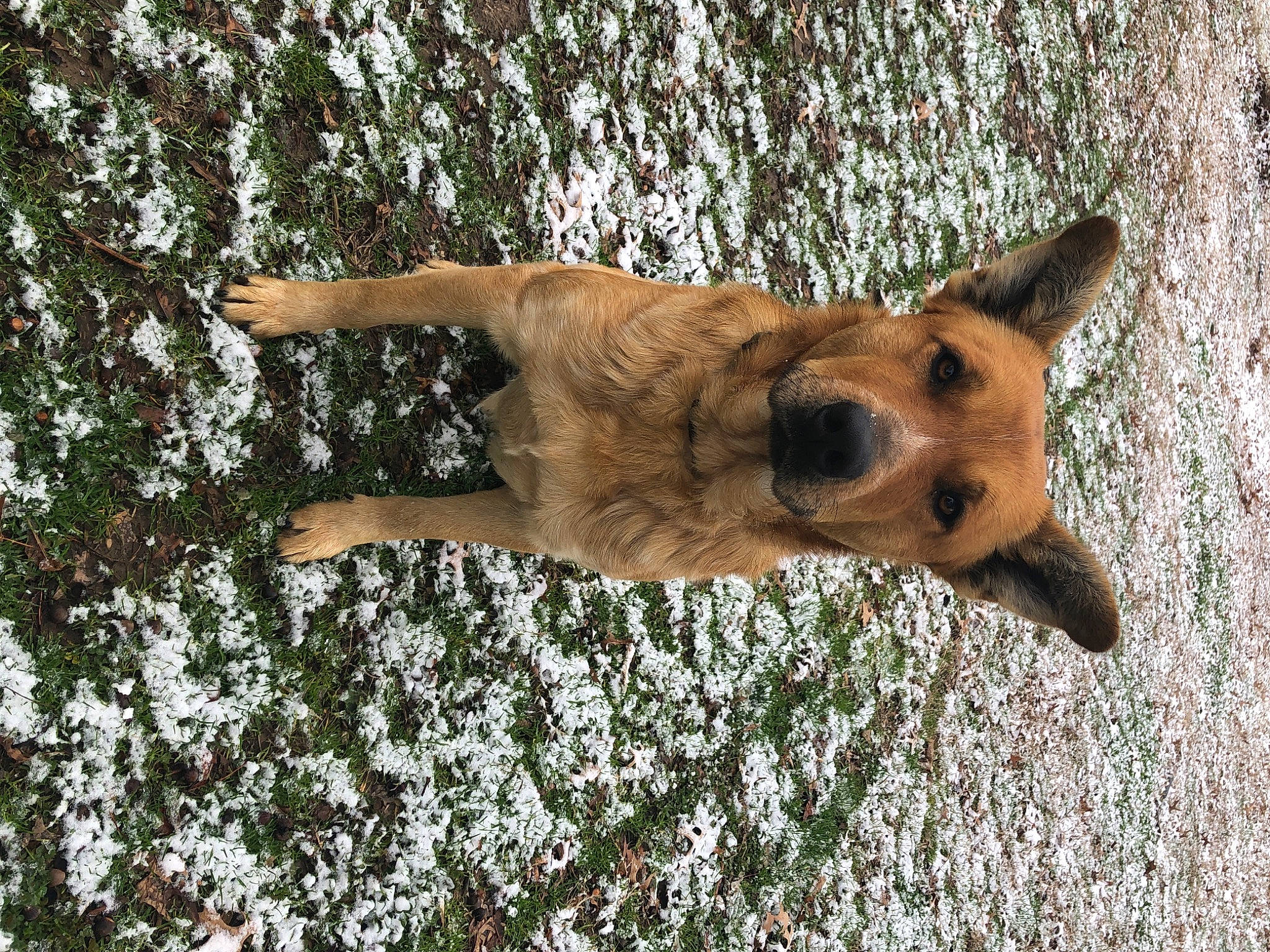 Max is registered to the contest to win money with this photo: canidae, carnivore, dog, dog_breed, fawn, fur, german_shepherd_dog, grass, mammal, plant, snout, sporting_group, tail, terrestrial_animal, tree, trunk, vertebrate, whiskers, wildlife, wood