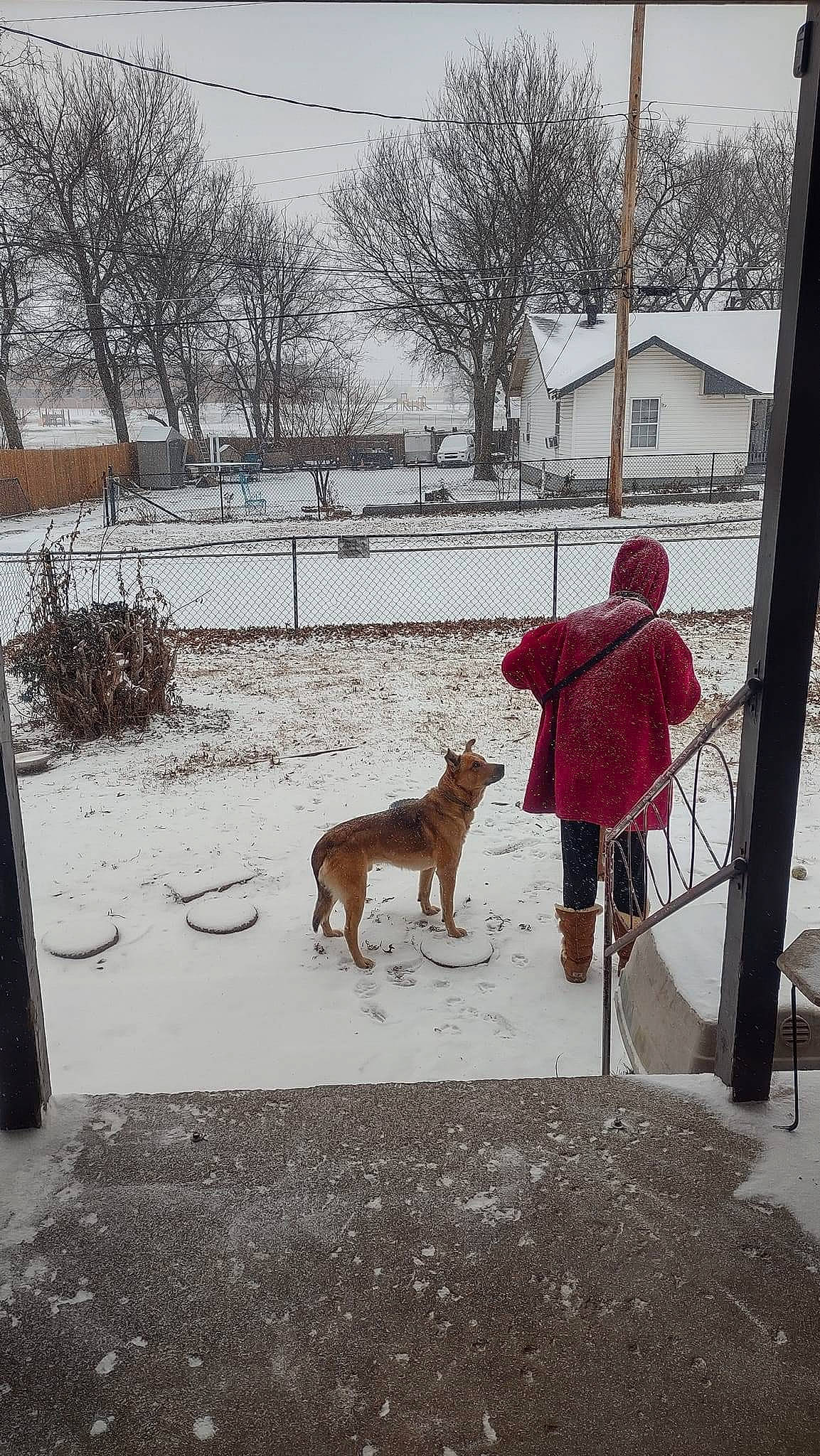 Max joined the competition — help win amazing prizes! building, carnivore, companion_dog, dog, dog_breed, fawn, fence, freezing, house, leash, pet_supply, plant, sidewalk, sky, snout, snow, sporting_group, tree, window, working_animal